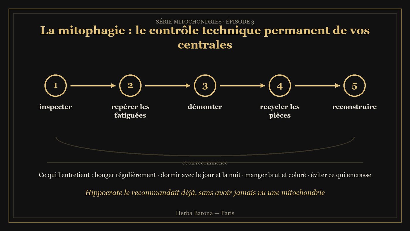 Schéma en cinq étapes de la mitophagie : inspecter, repérer, démonter, recycler, reconstruire