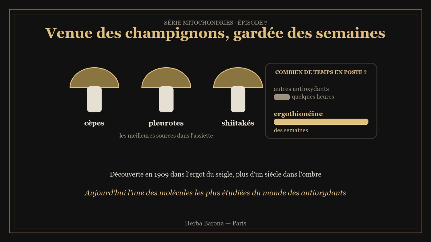 Schéma : cèpes, pleurotes et shiitakés, sources d'ergothionéine, qui reste des semaines dans l'organisme
