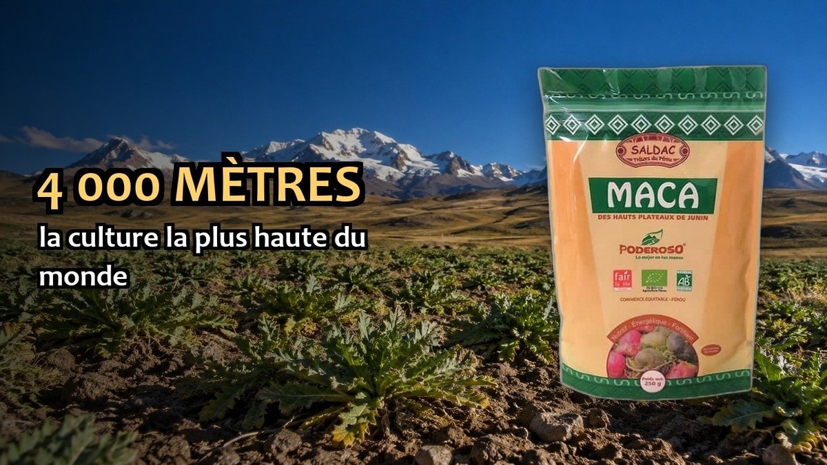 Vidéo Maca bio poudre Saldac Maca Bio poudre Pederoso Paris Herba Barona