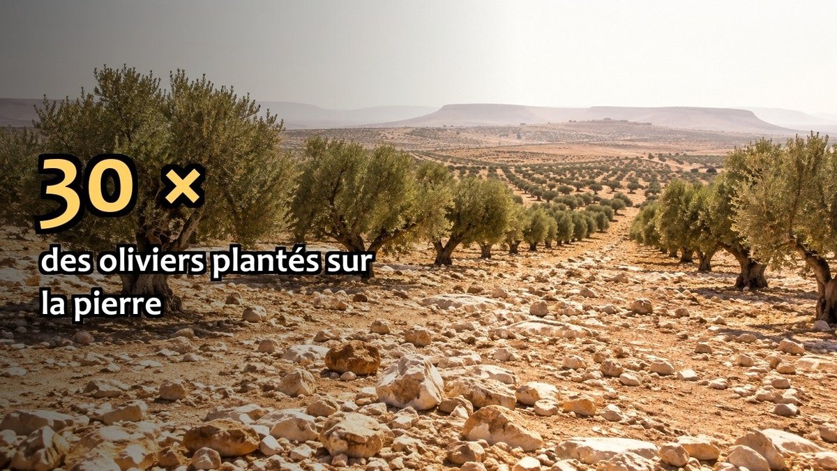Vidéo Perles d'Oliviers du Désert Perles d'Oliviers du Désert NaturaMedicatrix 340g Paris Herba Barona