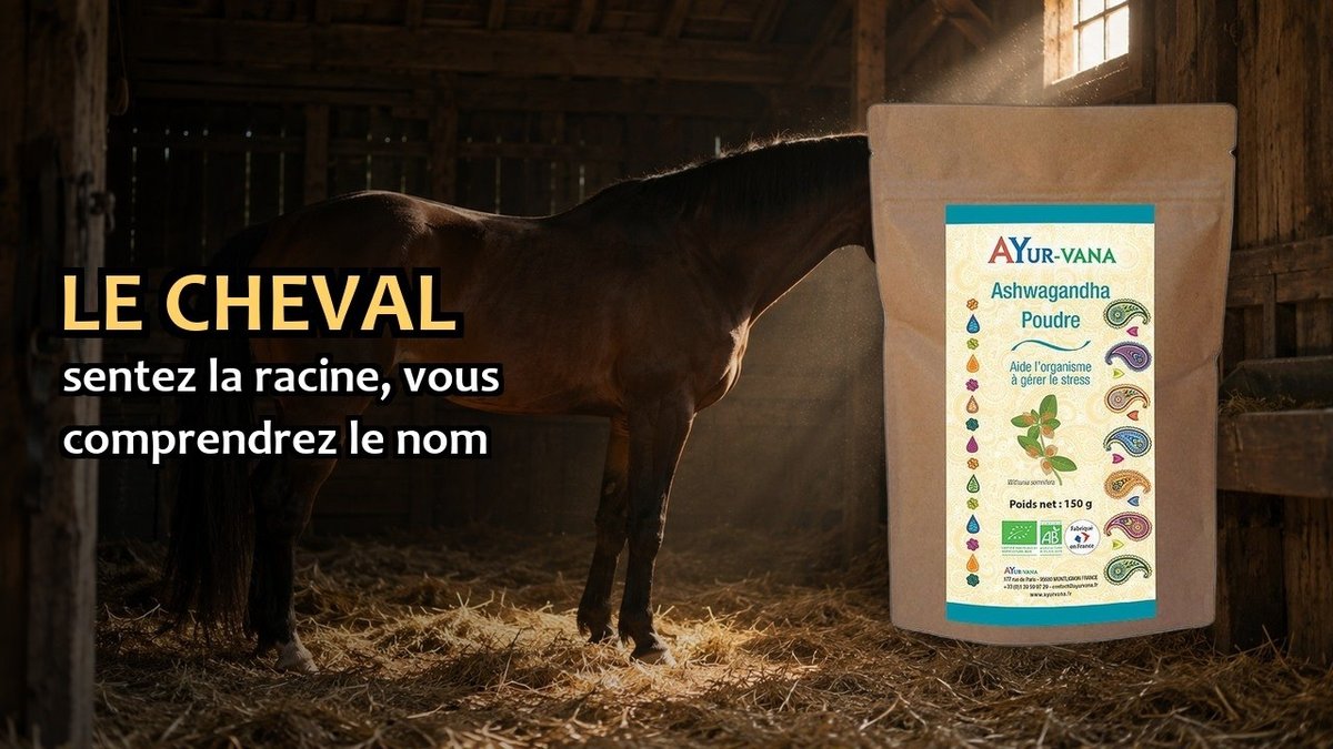 Vidéo Ashwagandha en poudre Ayur-vana Ashwagandha Bio Poudre Paris Herba Barona