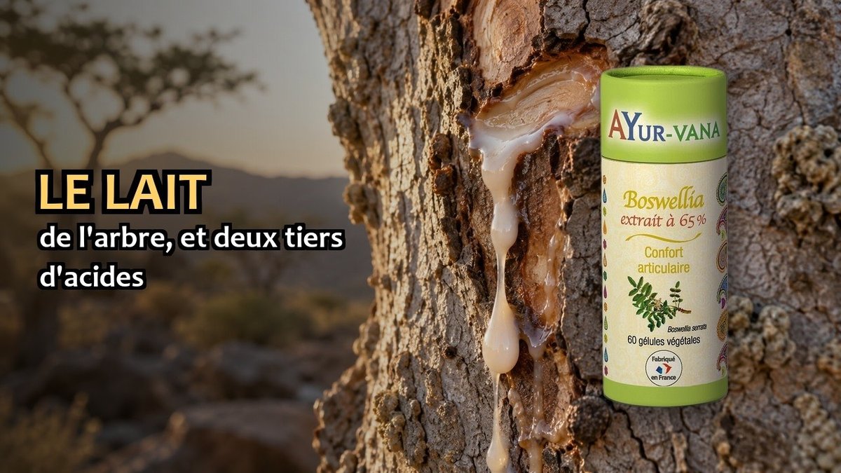 Vidéo Boswellia 65 % Ayur-vana Boswellia Serrata 65% Paris Herba Barona
