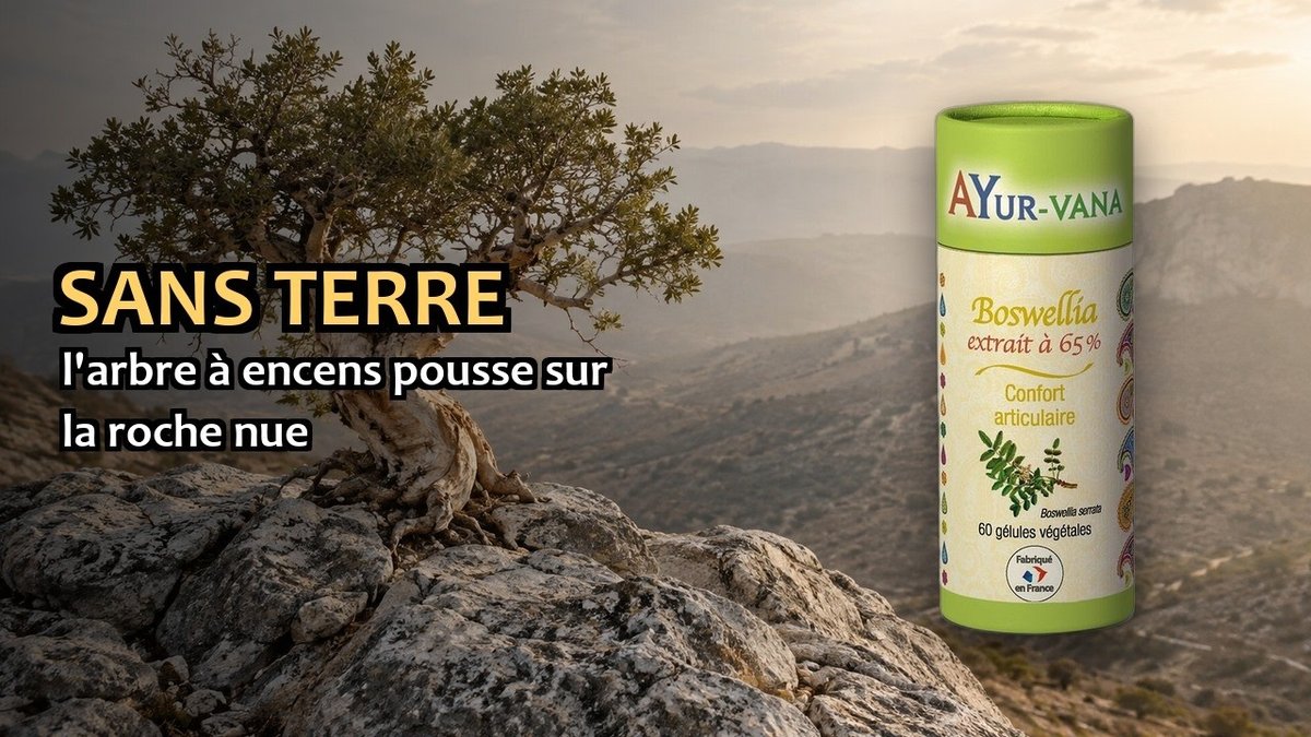 Vidéo Boswellia Ayur-vana Paris Herba Barona