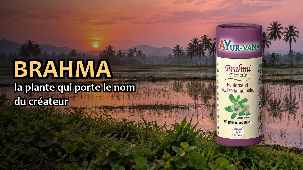 Vidéo Brahmi Ayur-vana Brahmi (Bacopa Monnieri) Paris Herba Barona