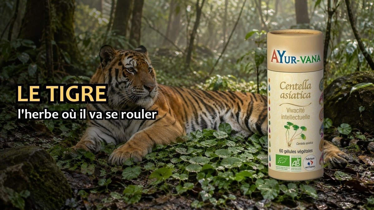Vidéo Centella asiatica Ayur-vana Centella Asiatica Bio (Gotu Kola) Paris Herba Barona