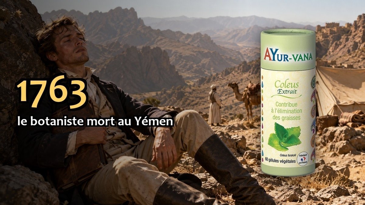 Vidéo Coleus forskohlii Ayur-vana Paris Herba Barona