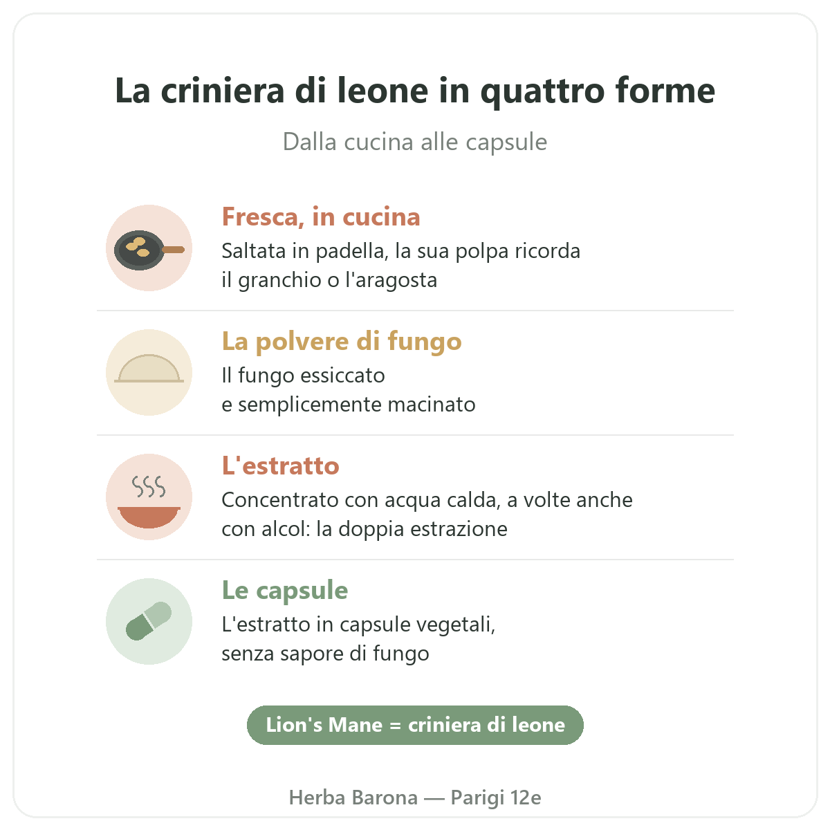 Criniera di leone Parigi: quattro forme, Herba Barona Parigi 12°