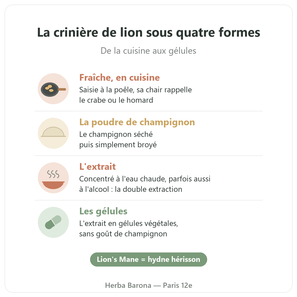 Crinière de lion à Paris : fraîche, poudre, extrait ou gélules, Herba Barona Paris 12e