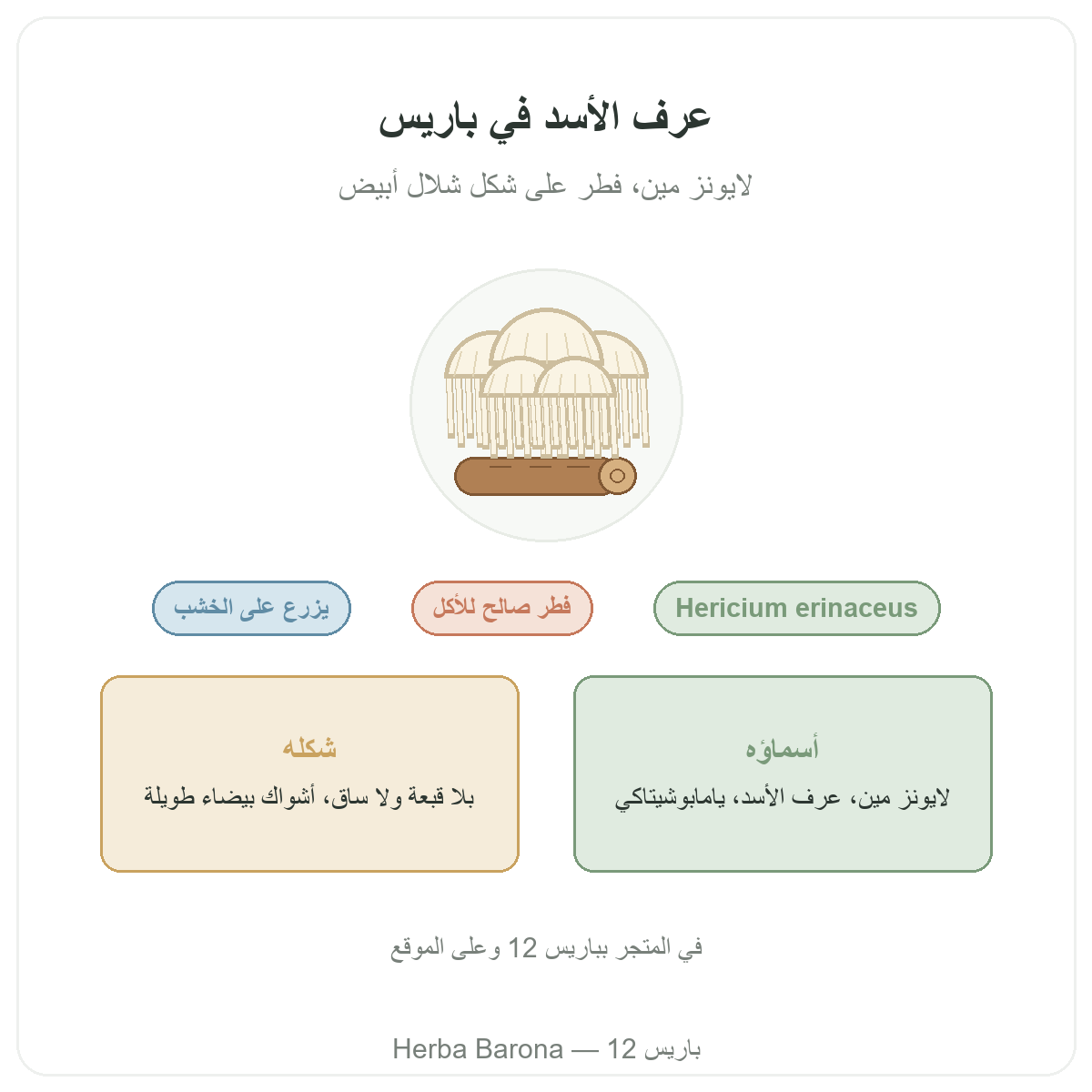 عرف الأسد (لايونز مين) Hericium erinaceus باريس هيربا بارونا