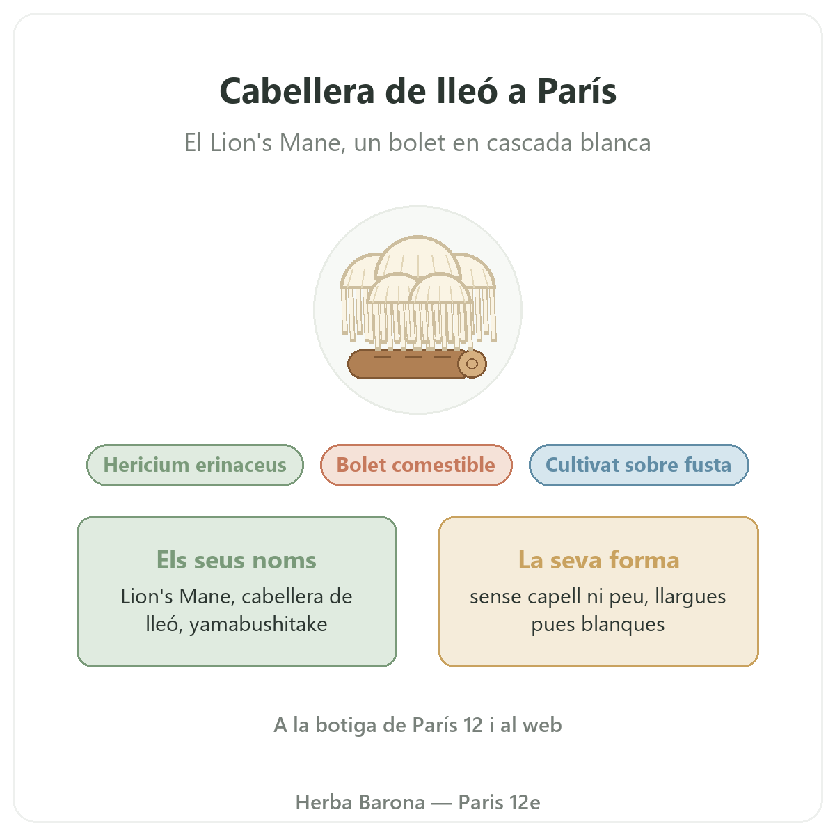 Cabellera de lleó (Lion's Mane) Hericium erinaceus París Herba Barona