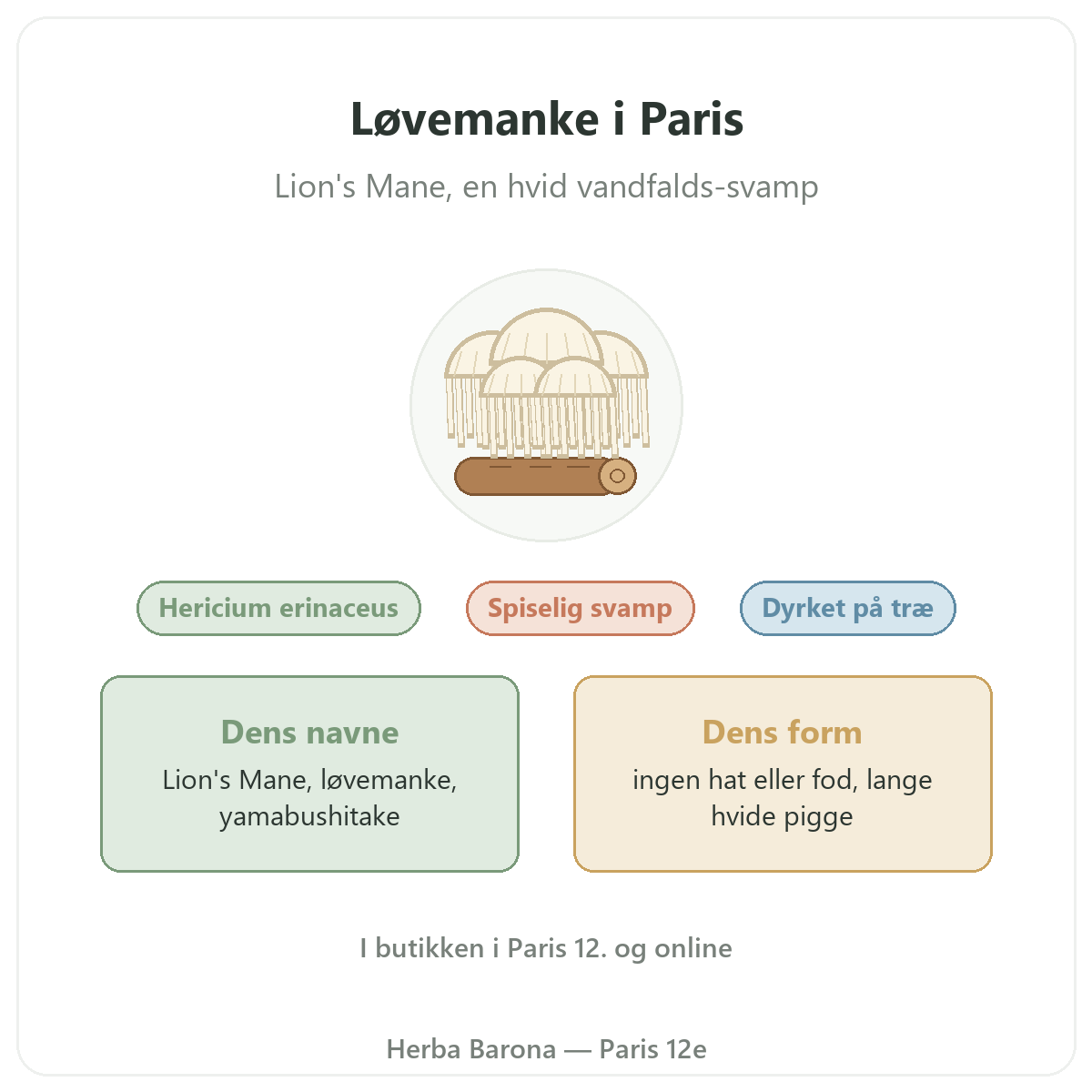 Løvemanke (Lion's Mane) Hericium erinaceus Paris Herba Barona