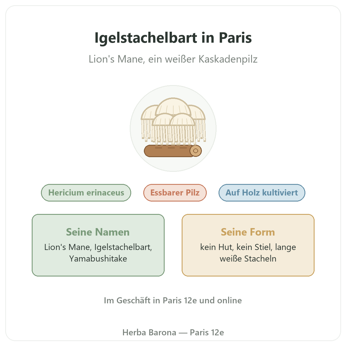 Igelstachelbart (Lion's Mane) Hericium erinaceus Paris Herba Barona