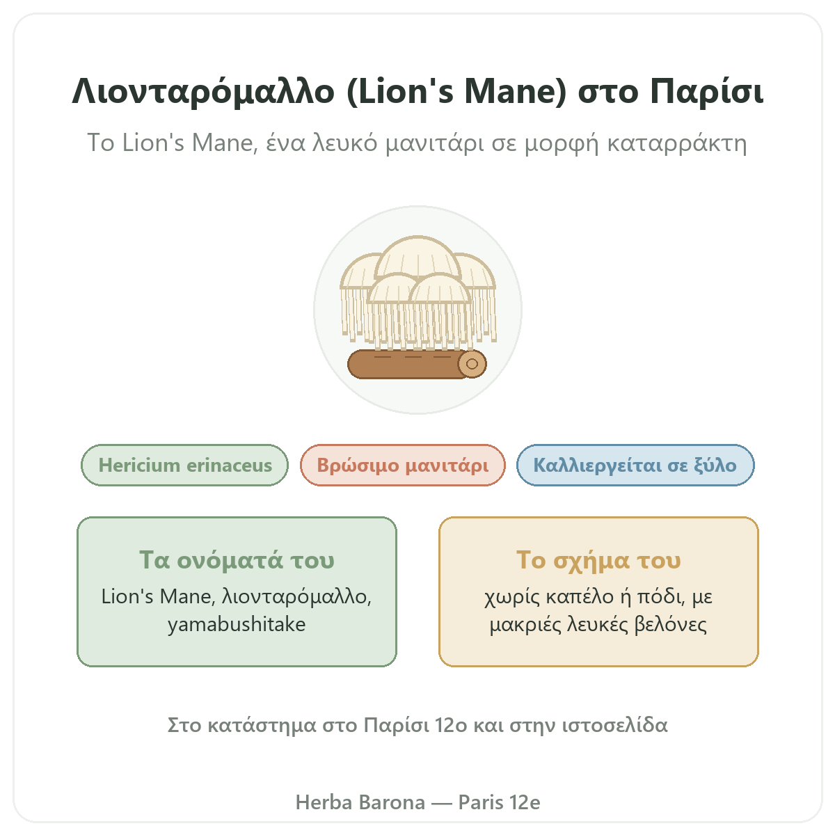 Λιονταρόμαλλο (Lion's Mane) Hericium erinaceus Παρίσι Herba Barona