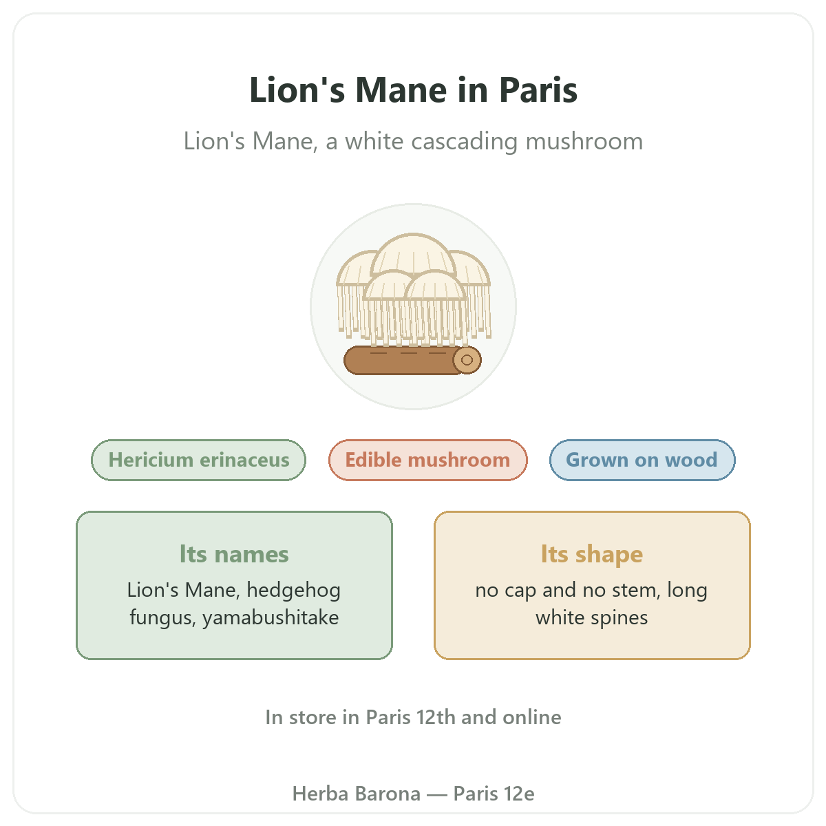 Lion's Mane Hericium erinaceus Paris Herba Barona