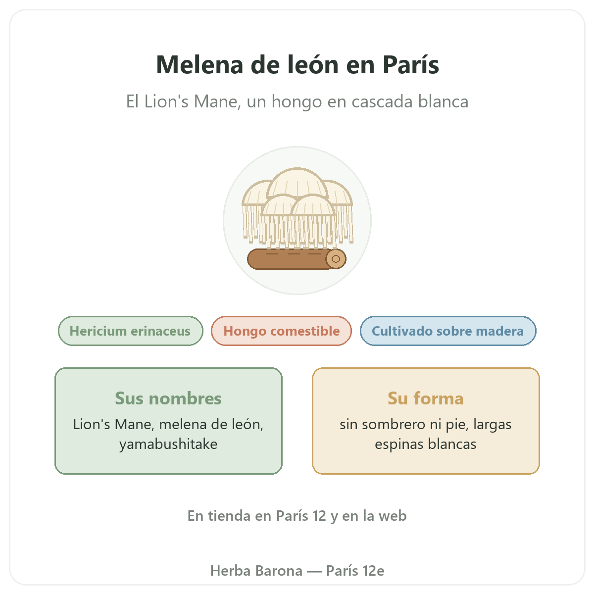 Melena de león (Lion's Mane) Hericium erinaceus París Herba Barona