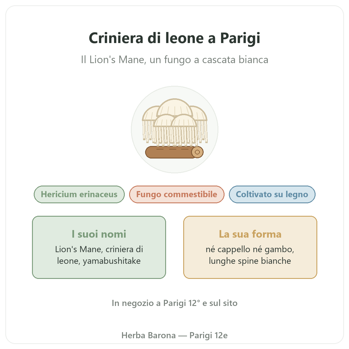 Criniera di leone (Lion's Mane) Hericium erinaceus Parigi Herba Barona