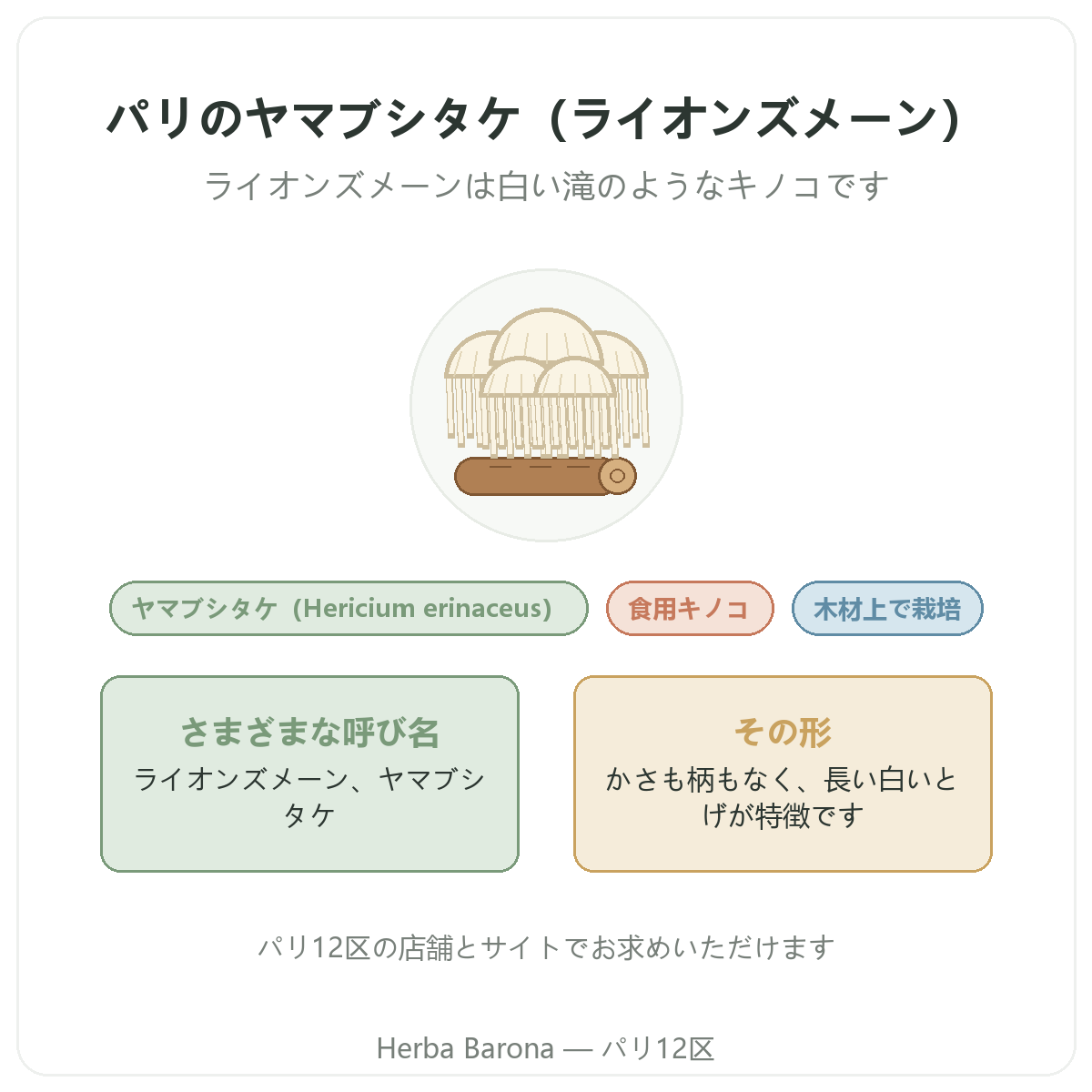 ヤマブシタケ(ライオンズメーン)Hericium erinaceus パリ Herba Barona