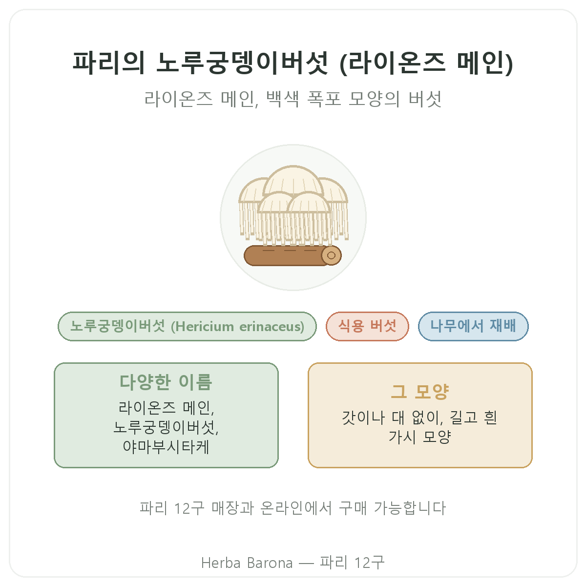 노루궁뎅이버섯(라이온즈 메인) Hericium erinaceus 파리 Herba Barona