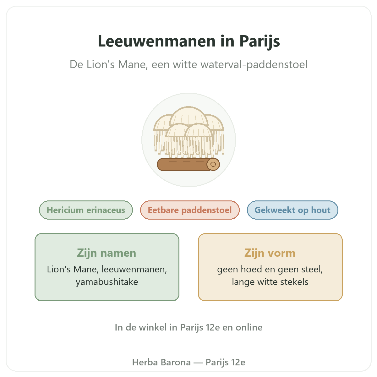 Leeuwenmanen (Lion's Mane) Hericium erinaceus Parijs Herba Barona