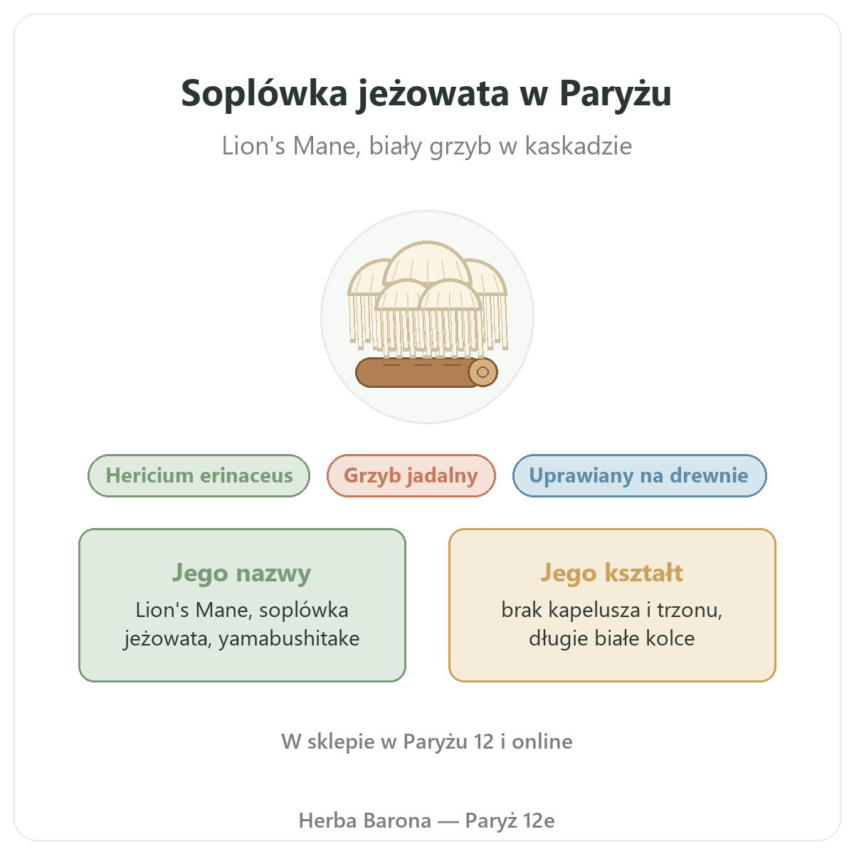 Soplówka jeżowata (Lion's Mane) Hericium erinaceus Paryż Herba Barona