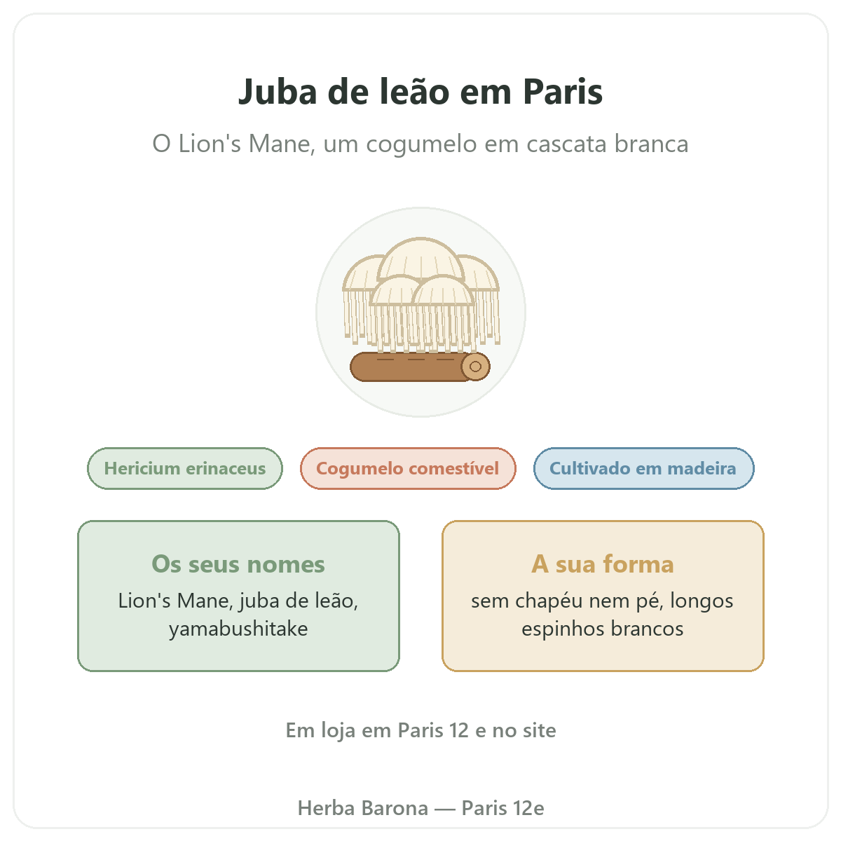 Juba de leão (Lion's Mane) Hericium erinaceus Paris Herba Barona