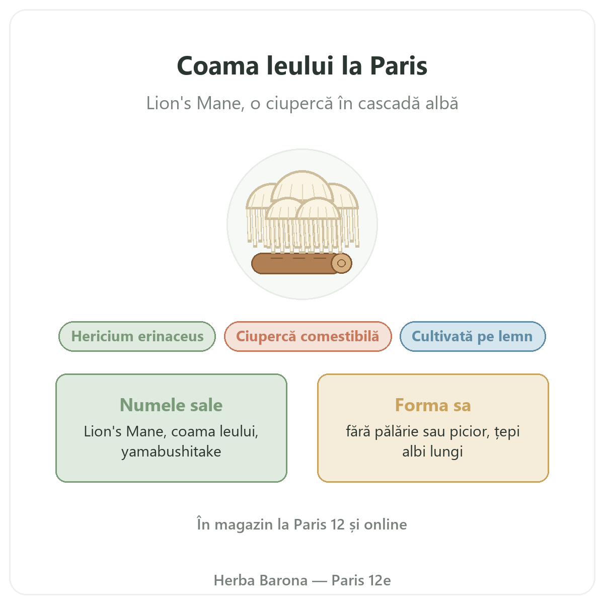 Coama leului (Lion's Mane) Hericium erinaceus Paris Herba Barona