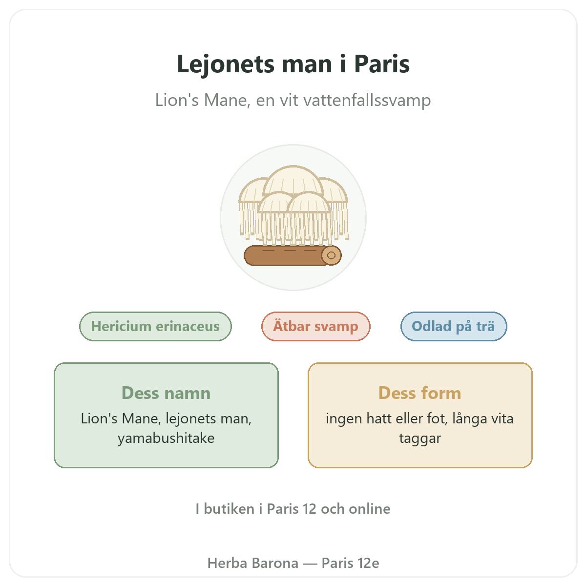 Lejonets man (Lion's Mane) Hericium erinaceus Paris Herba Barona