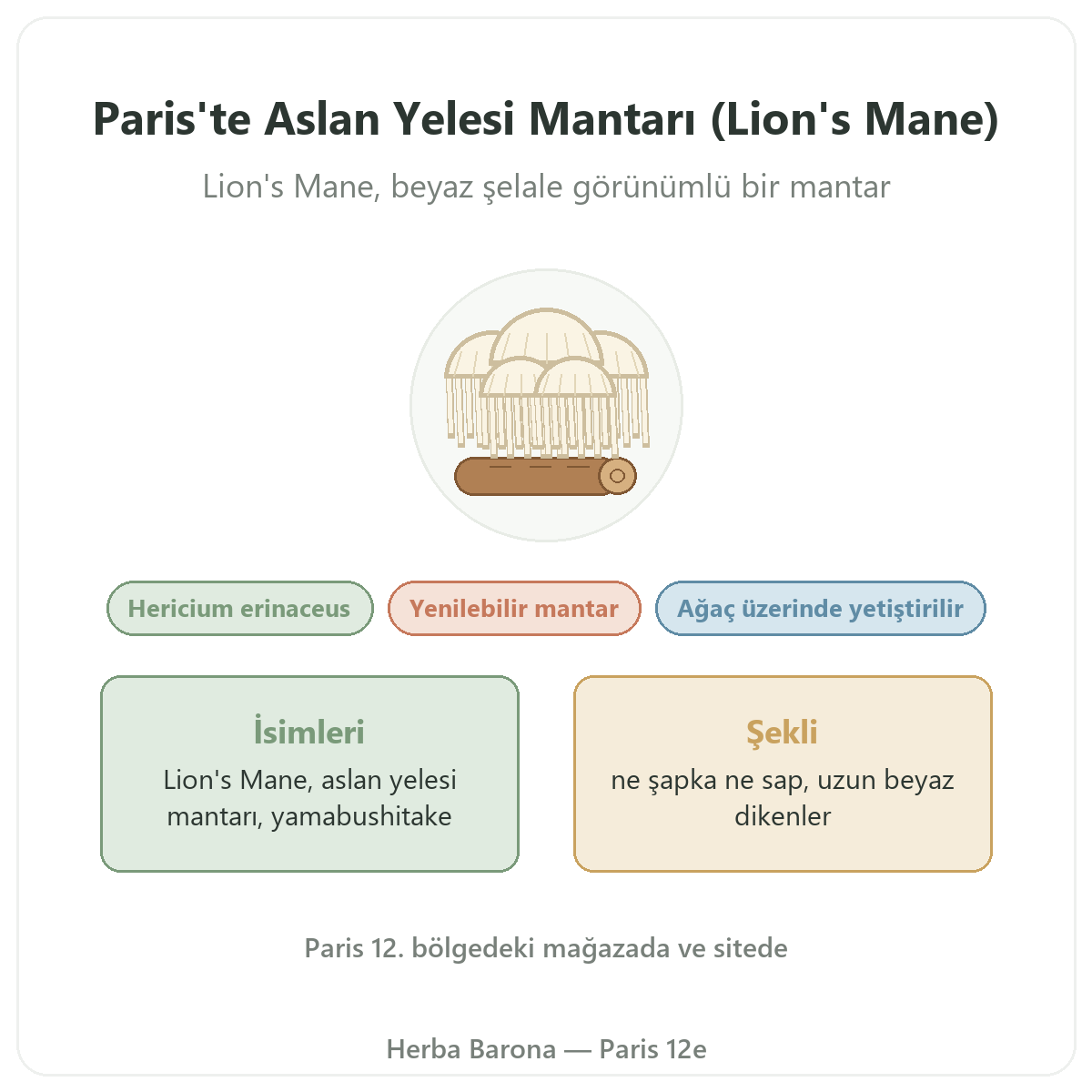Aslan Yelesi Mantarı (Lion's Mane) Hericium erinaceus Paris Herba Barona