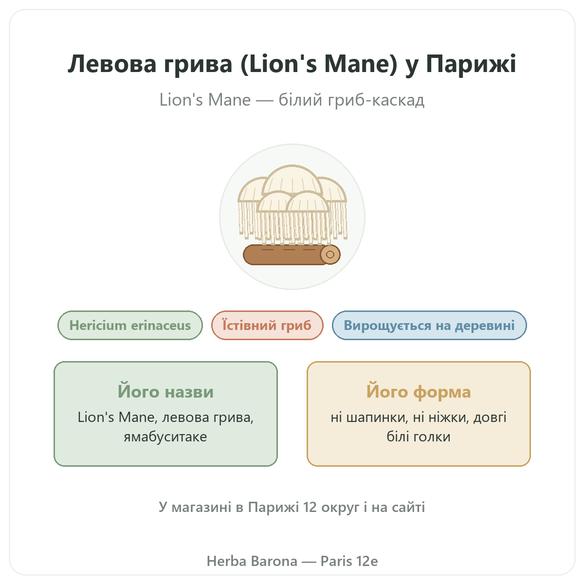 Левова грива (Lion's Mane) Hericium erinaceus Париж Herba Barona