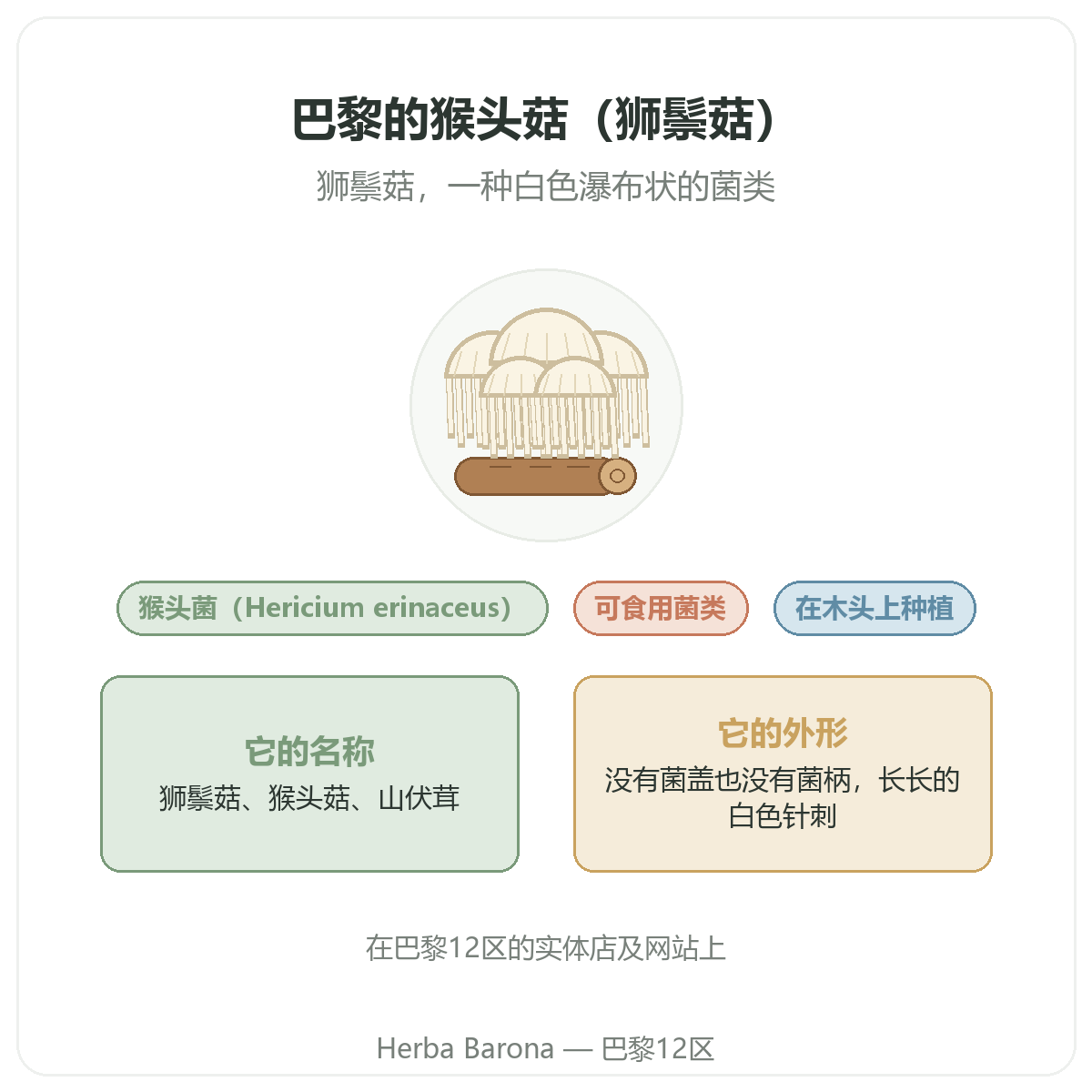 狮鬃菇(Lion's Mane)猴头菌 巴黎 Herba Barona