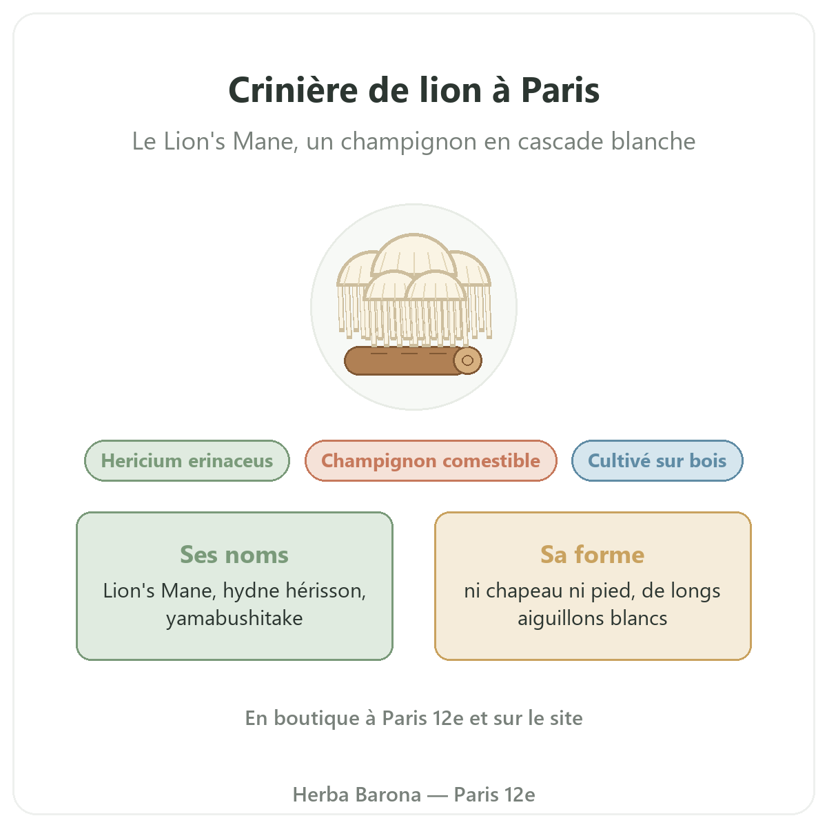 Crinière de lion à Paris : présentation chez Herba Barona Paris 12e
