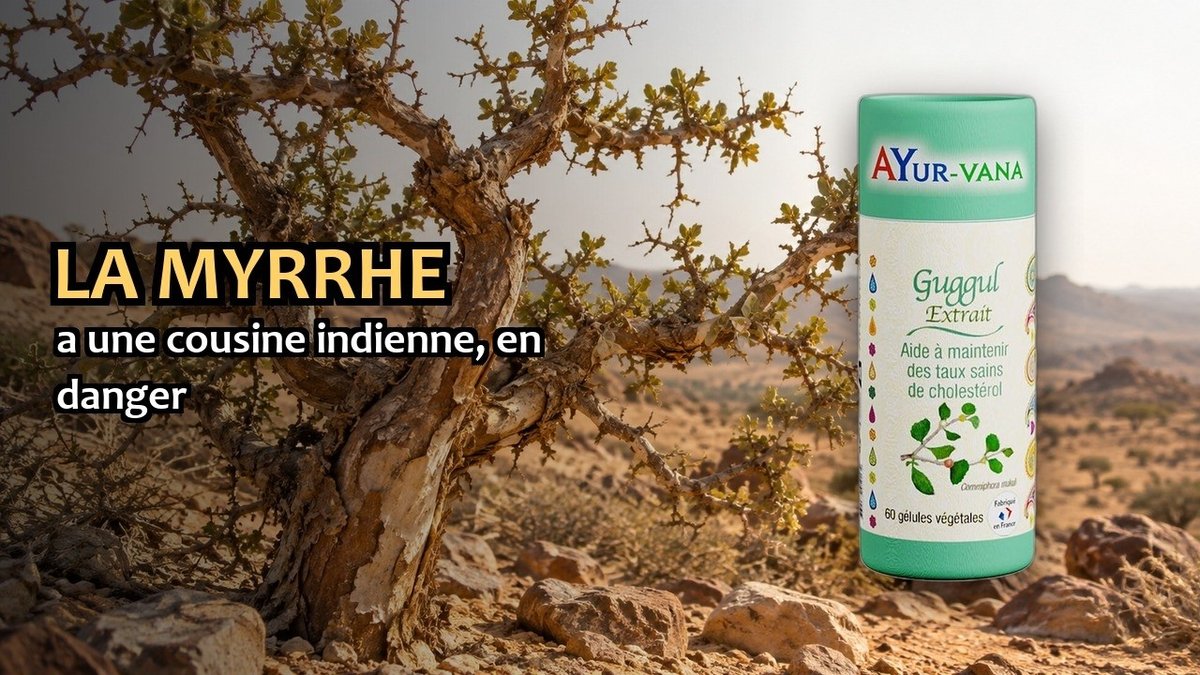 Vidéo Guggul Ayur-vana Paris Herba Barona