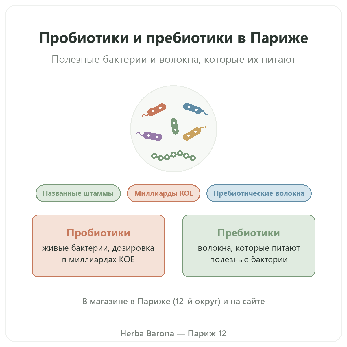 Пробиотики и пребиотики в Париже: обзор в Herba Barona, Париж, 12-й округ