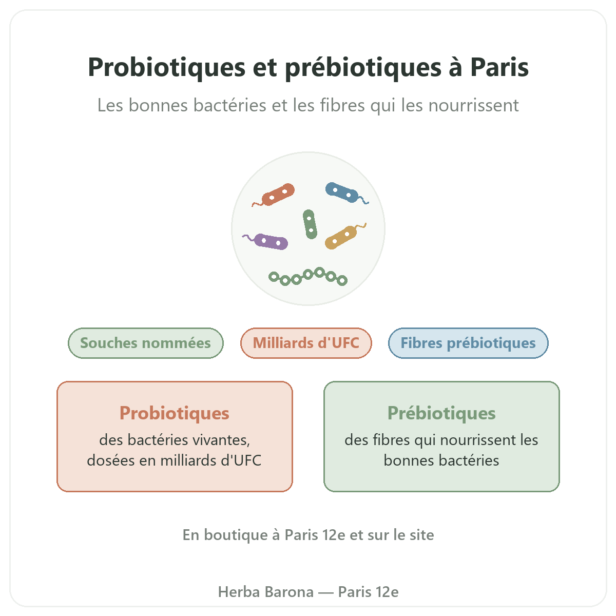 Probiotiques et prébiotiques à Paris : présentation chez Herba Barona Paris 12e