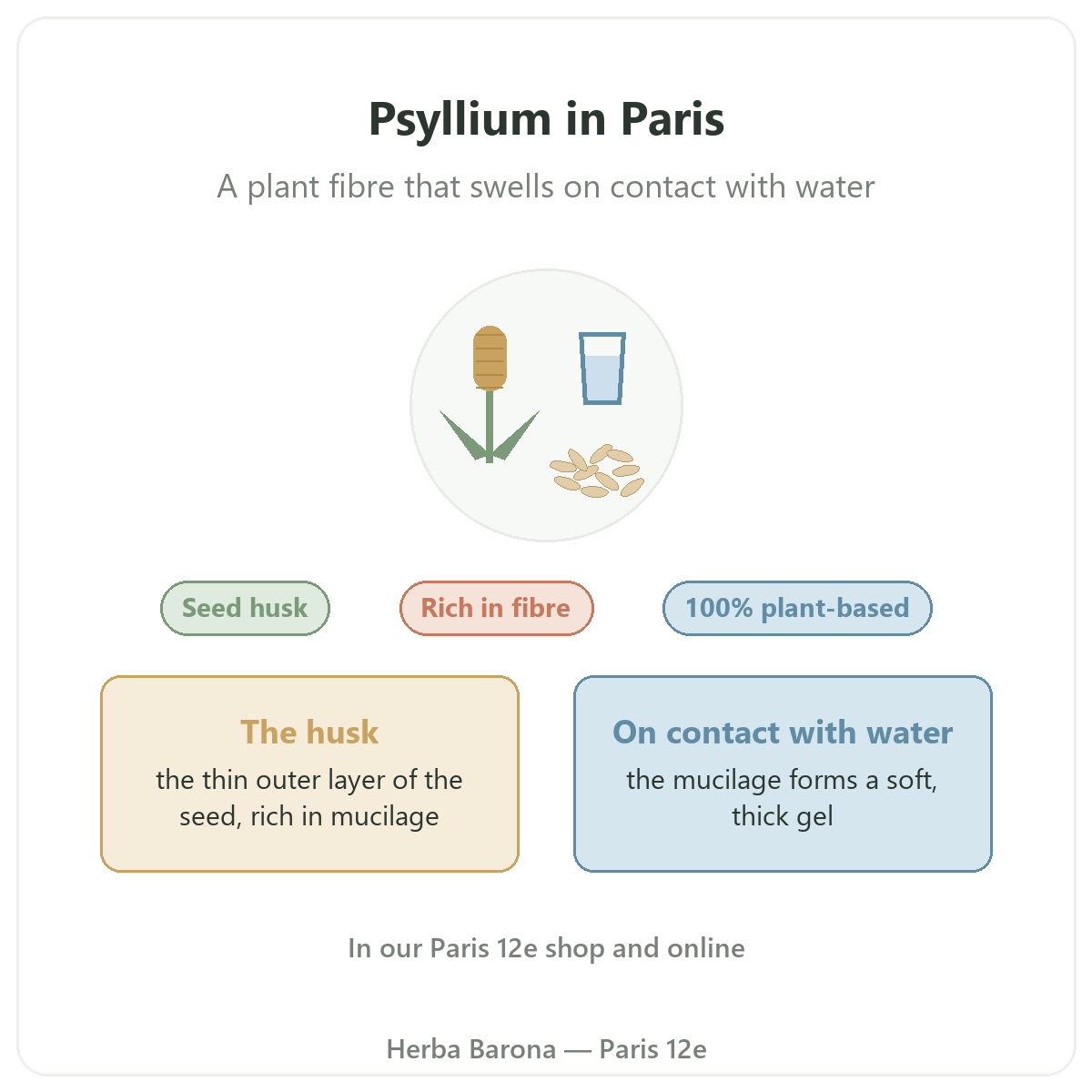Psyllium in Paris: overview at Herba Barona Paris 12e
