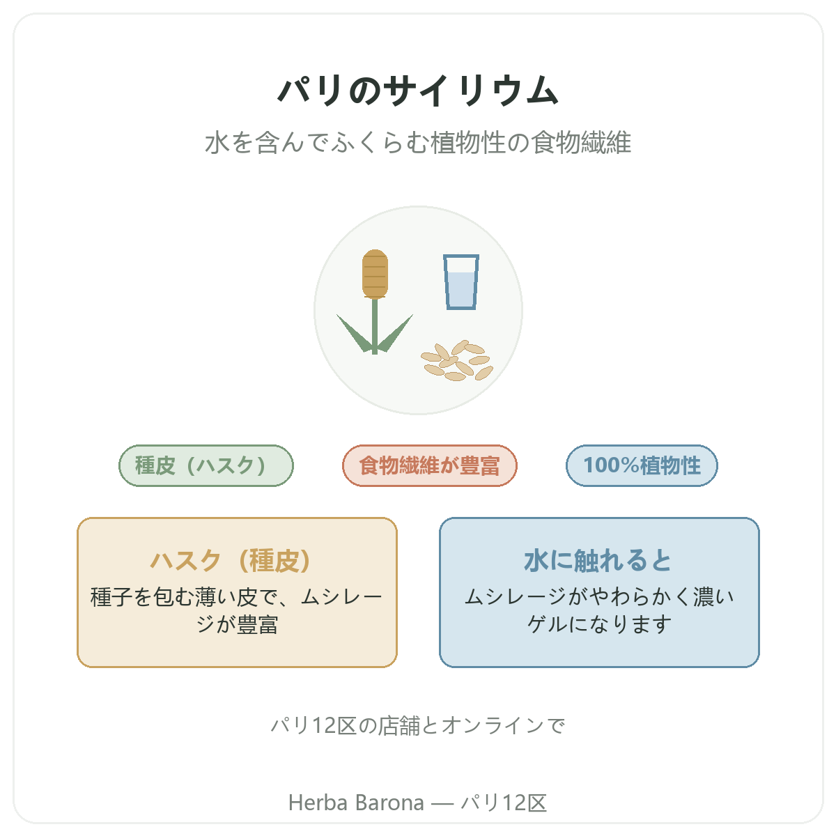 パリのサイリウム:Herba Barona(パリ12区)のご紹介