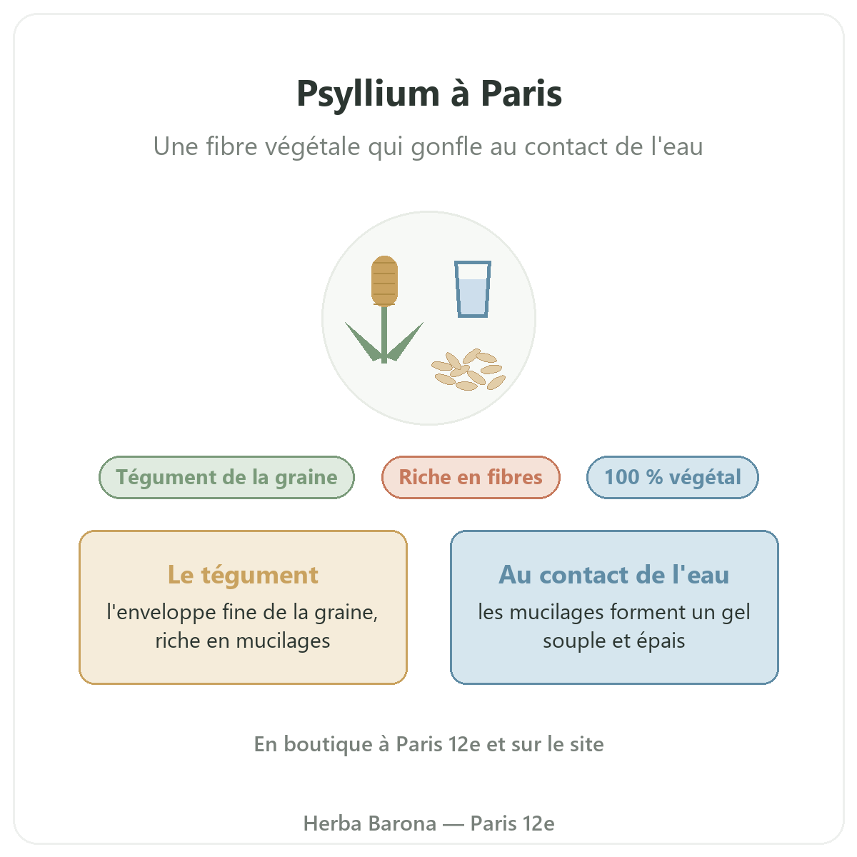Psyllium à Paris : présentation chez Herba Barona Paris 12e