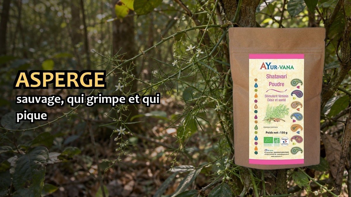 Vidéo Shatavari en poudre Ayur-vana Shatavari poudre Paris Herba Barona
