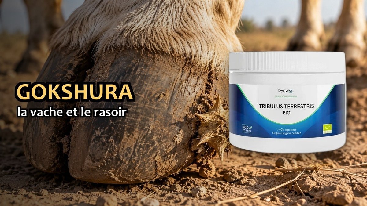 Vidéo Tribulus bio Dynveo Tribulus terrestris Dynveo bio 300 gélules Paris Herba Barona