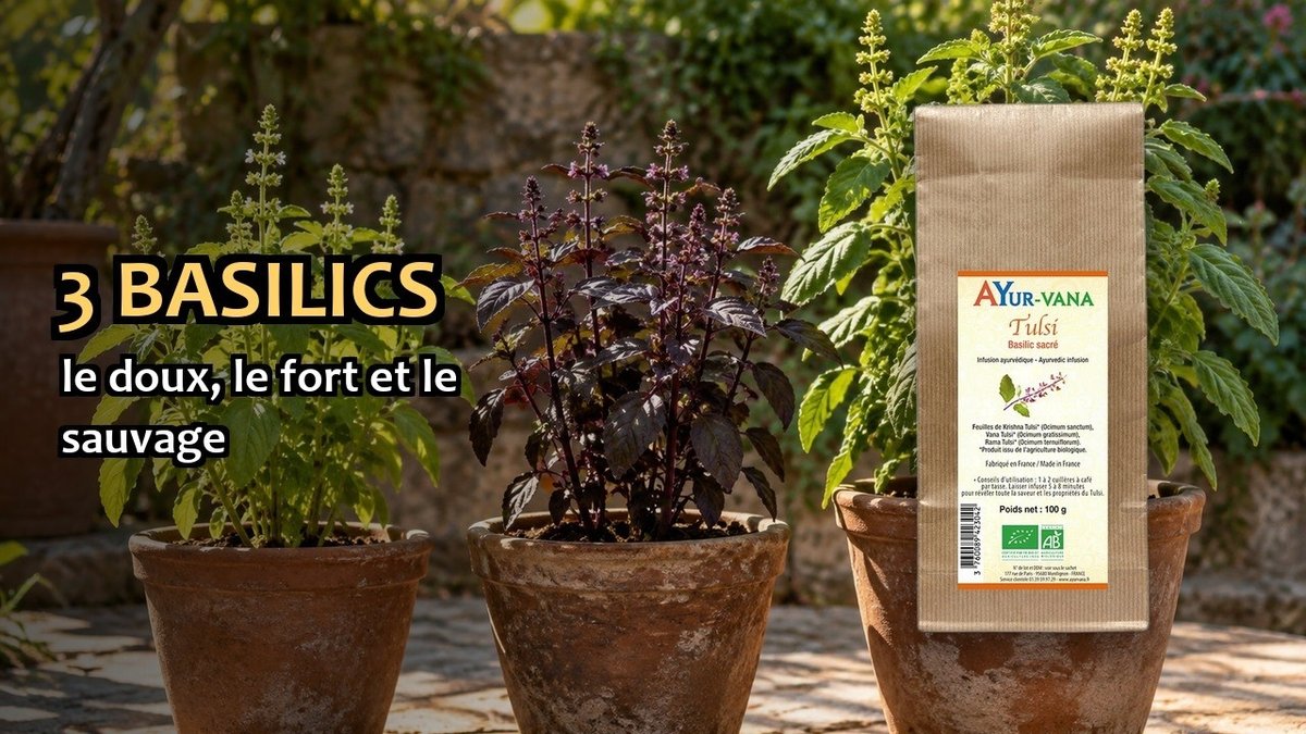 Vidéo Tulsi en vrac Ayur-vana Tulsi bio en vrac Paris Herba Barona